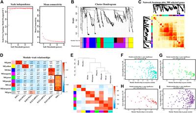 Integrated bioinformatics analysis of the transcription factor-mediated gene regulatory networks in the formation of spermatogonial stem cells